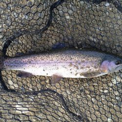 ミノーイングの威力を体感